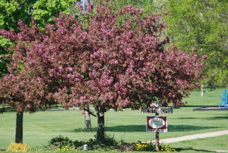 Monticellos Annual Spring Fling 768x516